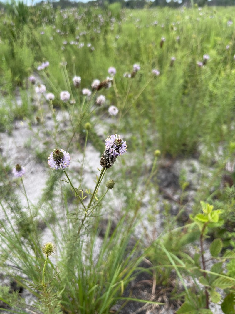 Dalea carnea var. carnea photo 6