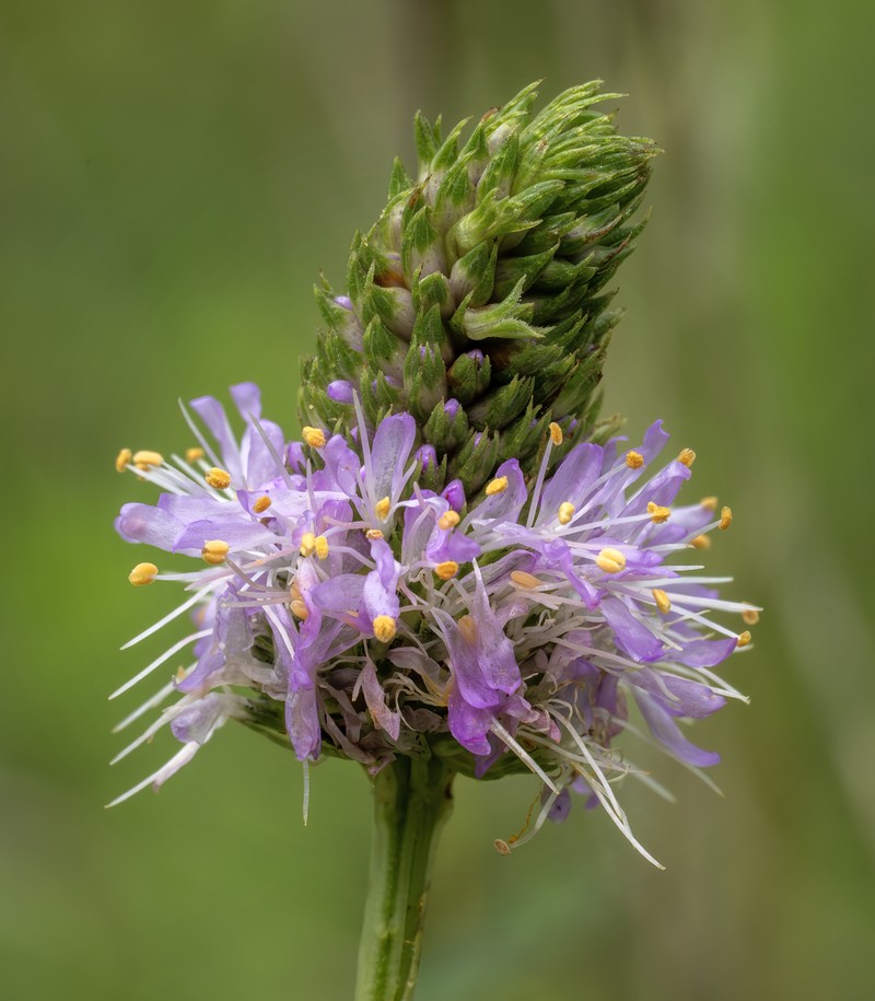 Dalea carnea var. carnea photo 7