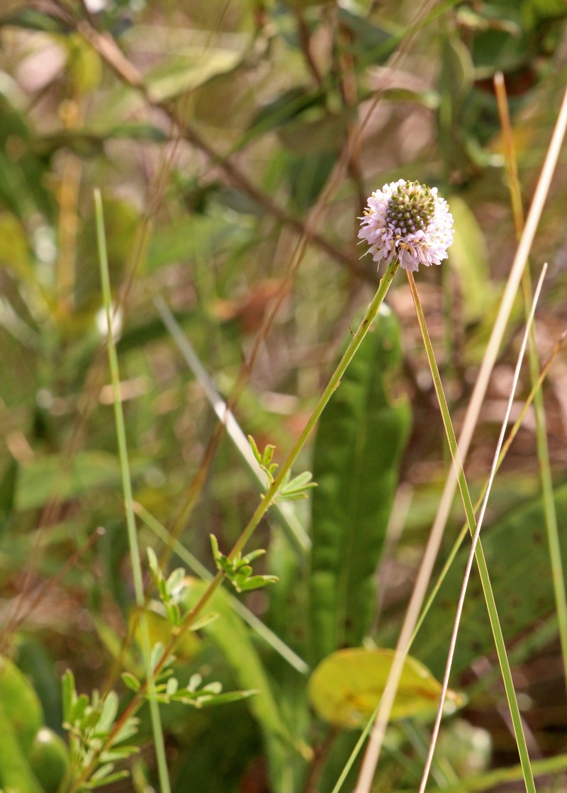 Dalea carnea var. carnea photo 8