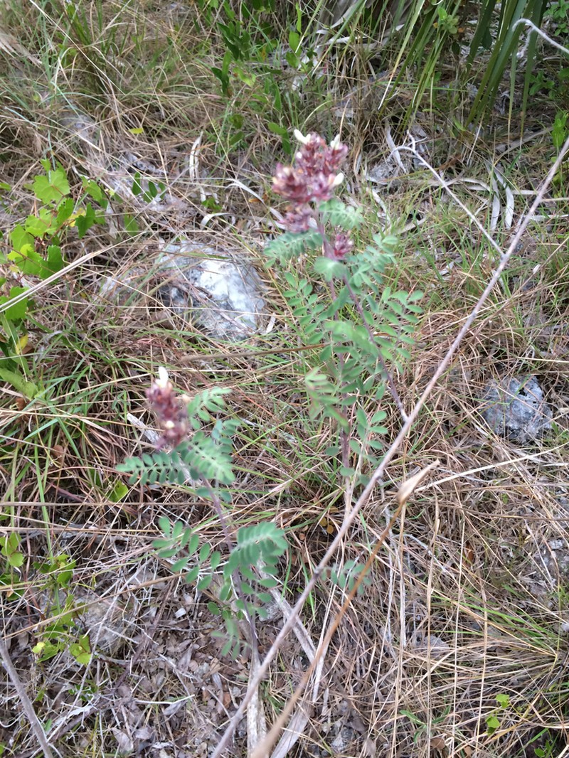 Cartagena Prairie Clover