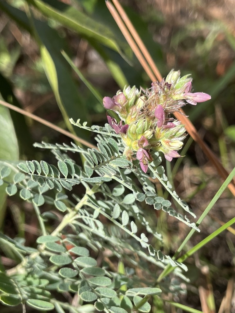 Cartagena Prairie Clover photo 2