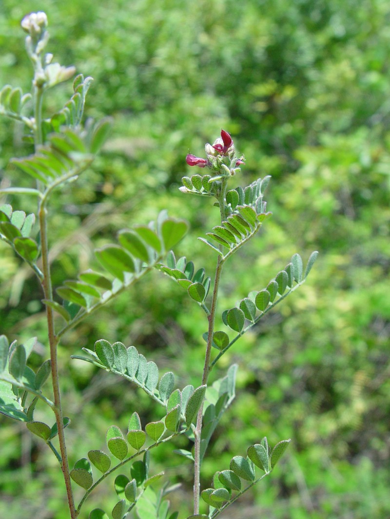 Cartagena Prairie Clover photo 3