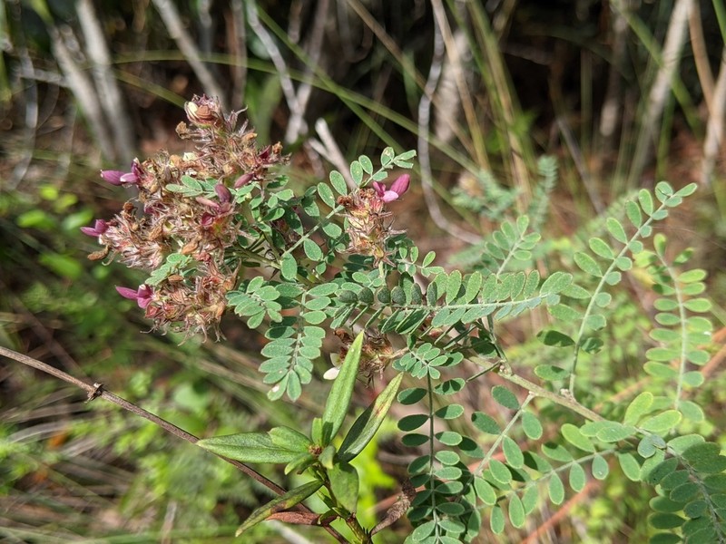 Cartagena Prairie Clover photo 4