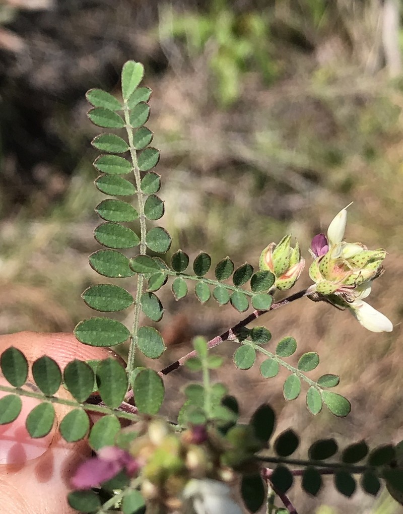 Cartagena Prairie Clover photo 6