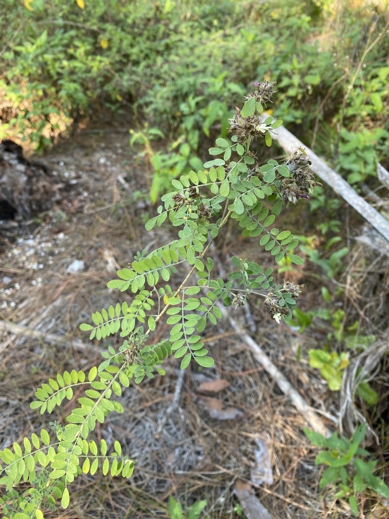 Cartagena Prairie Clover photo 7