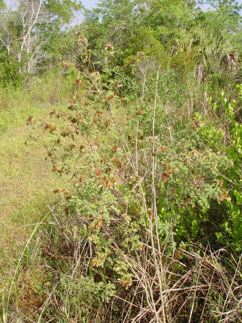 Cartagena Prairie Clover photo 8