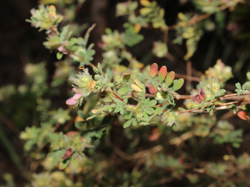 Dalea carthagenensis var. barbata