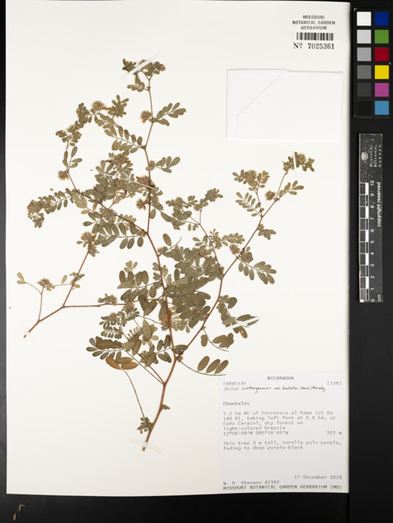 Dalea carthagenensis var. barbata photo 2