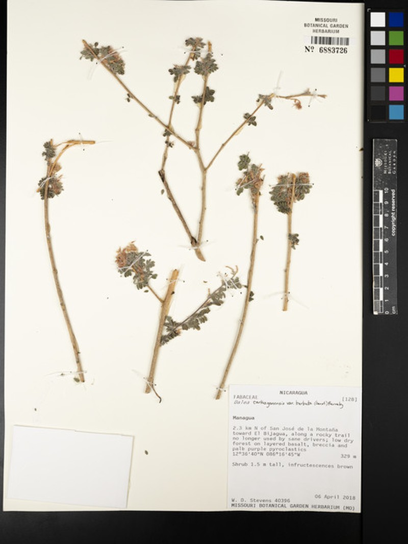 Dalea carthagenensis var. barbata photo 3