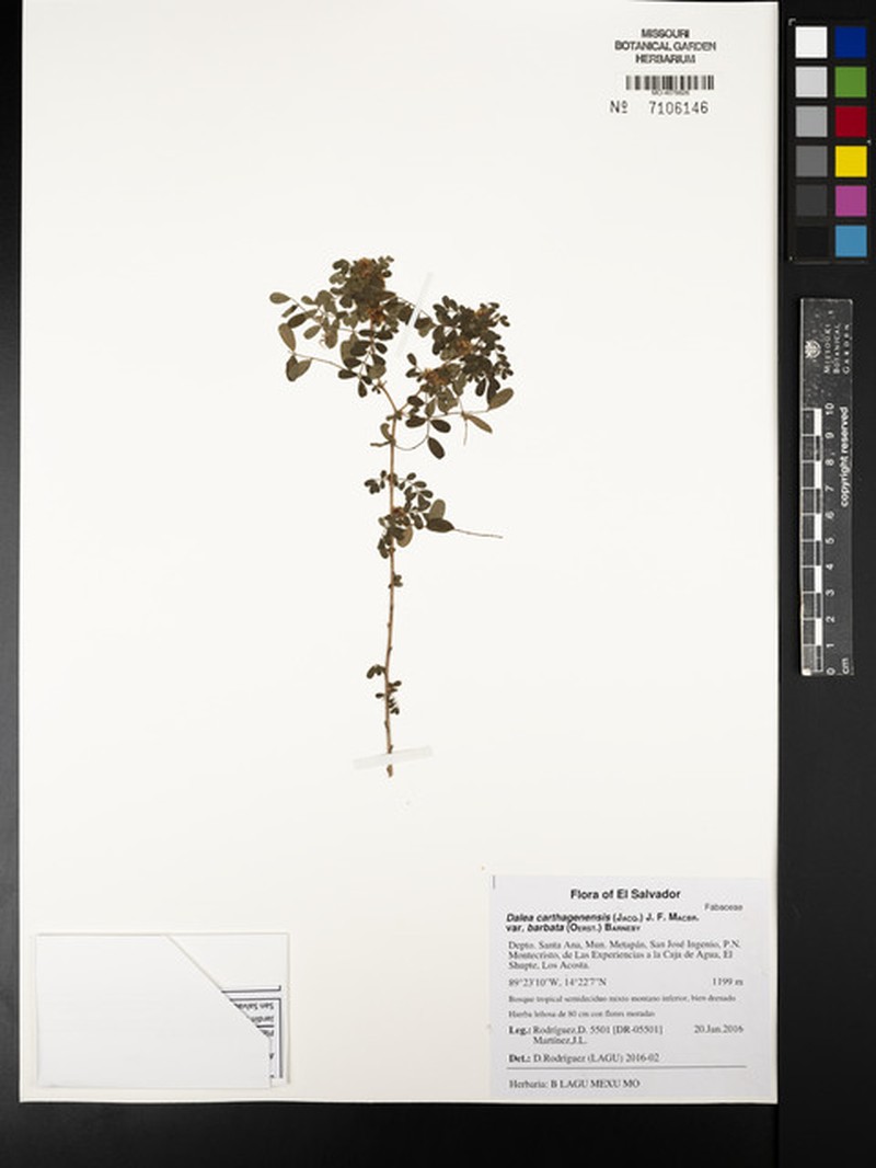 Dalea carthagenensis var. barbata photo 4
