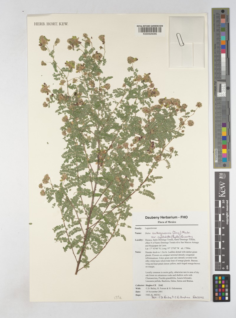 Dalea carthagenensis var. capitulata