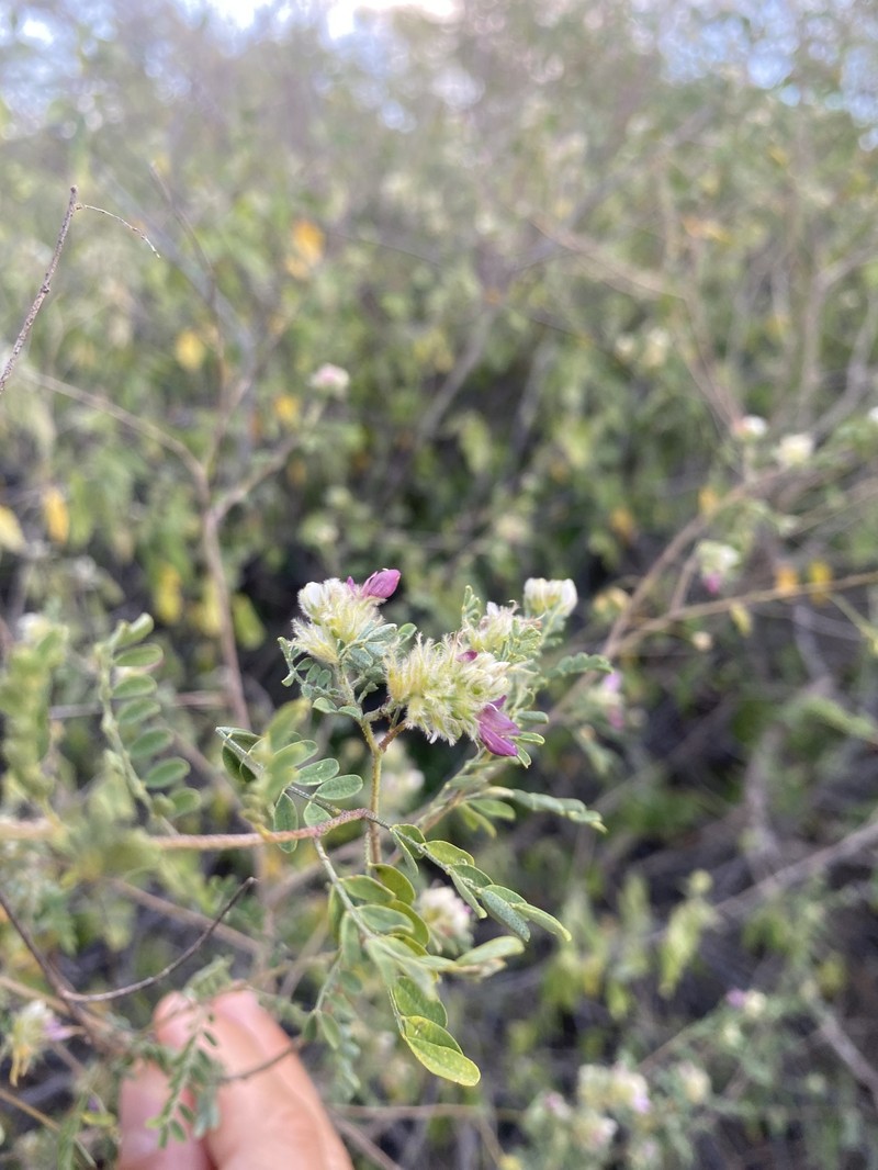 Dalea carthagenensis var. carthagenensis