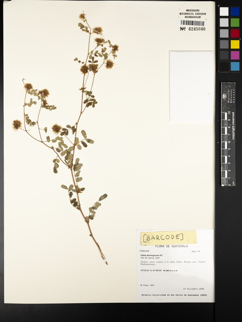 Dalea carthagenensis var. carthagenensis photo 2
