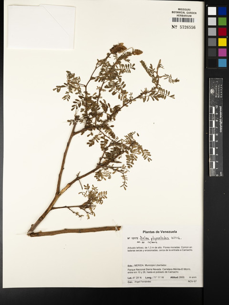 Dalea carthagenensis var. carthagenensis photo 3