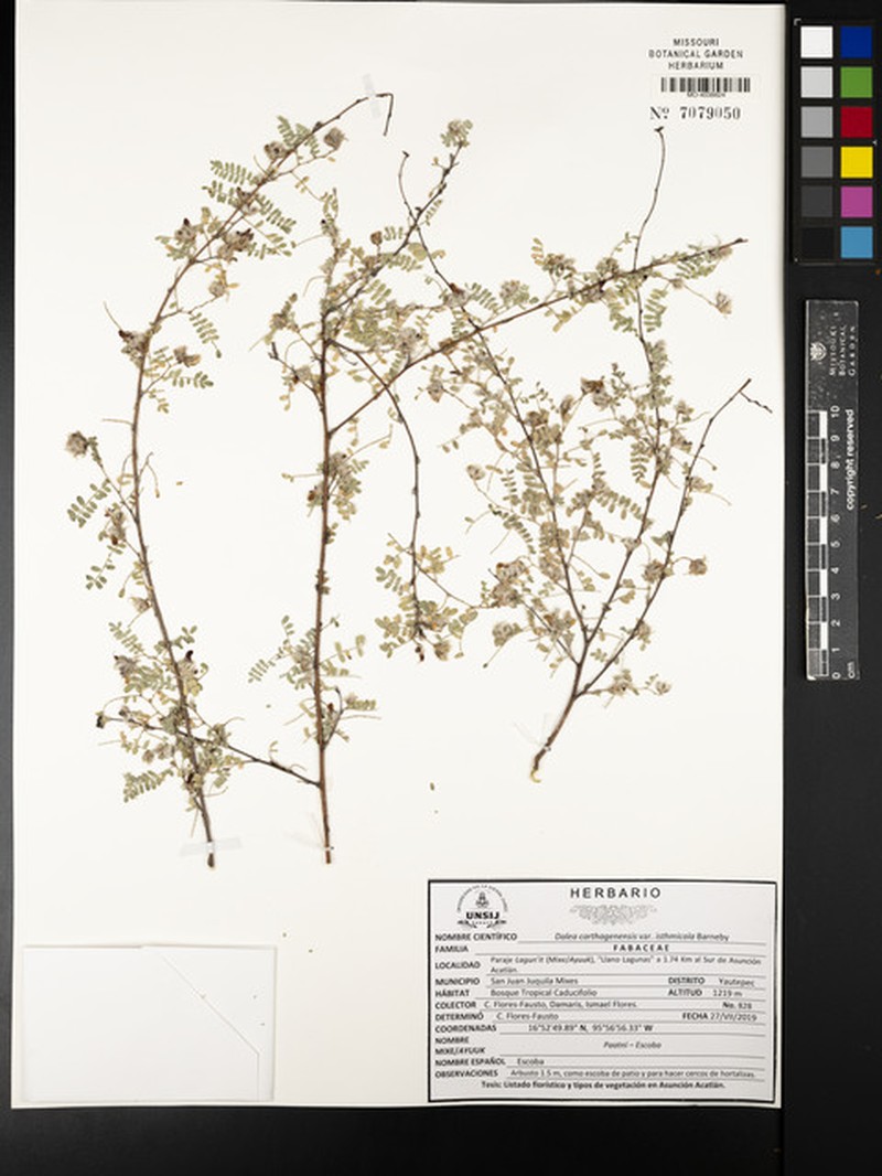 Dalea carthagenensis var. isthmicola