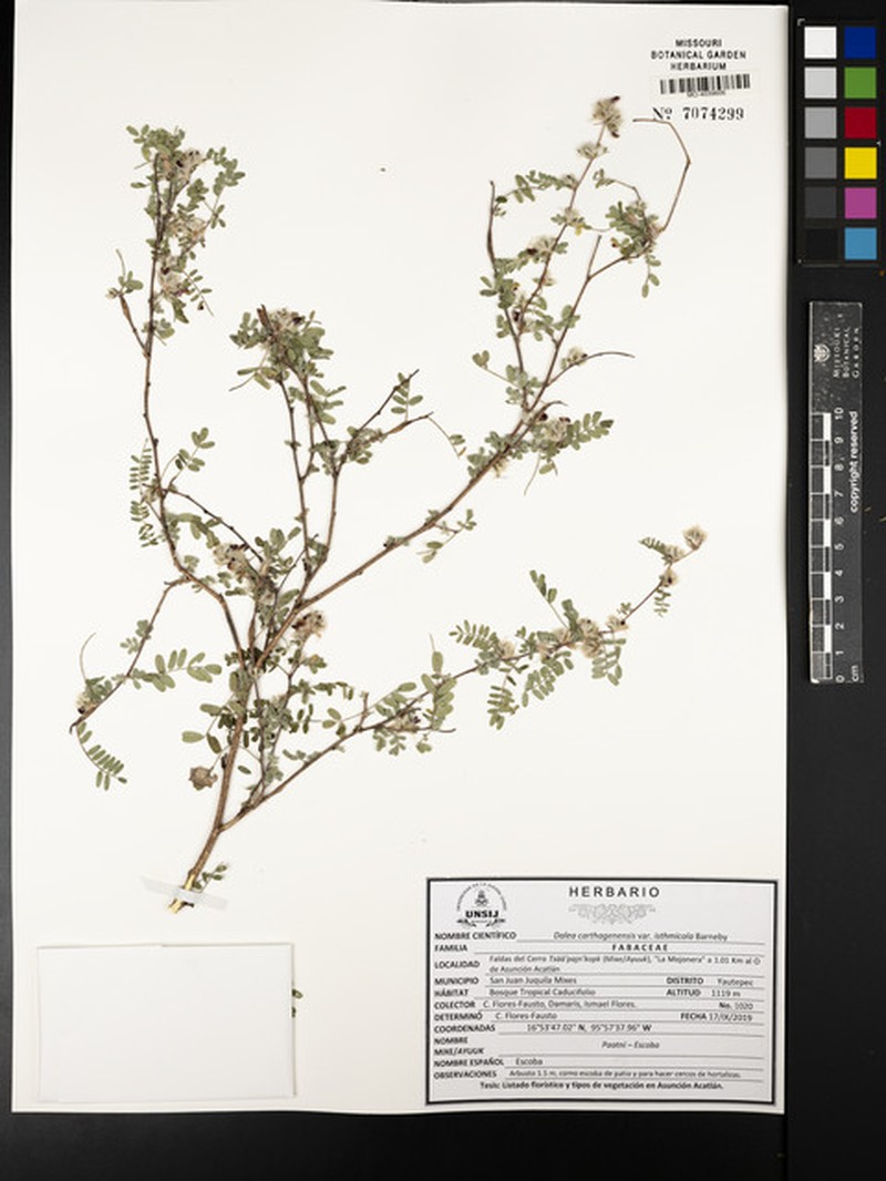 Dalea carthagenensis var. isthmicola photo 2