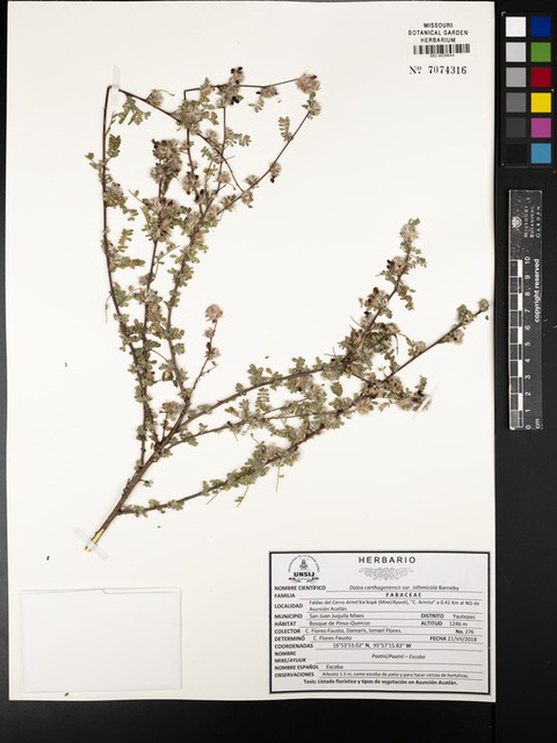 Dalea carthagenensis var. isthmicola photo 3