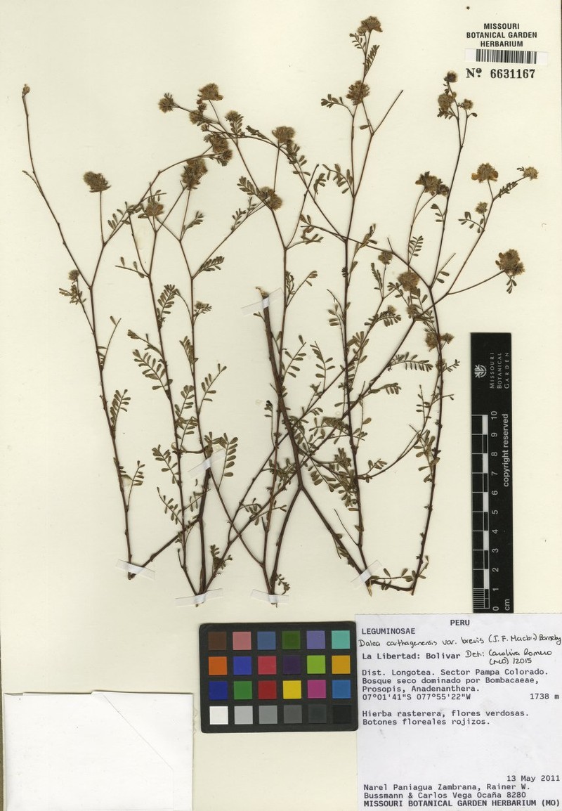 Dalea carthagenensis var. microphylla photo 2
