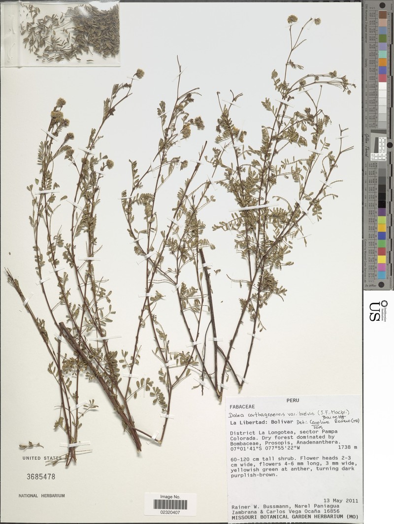 Dalea carthagenensis var. microphylla photo 3