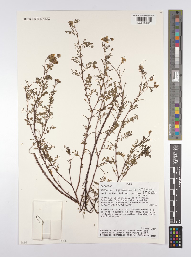 Dalea carthagenensis var. microphylla photo 4