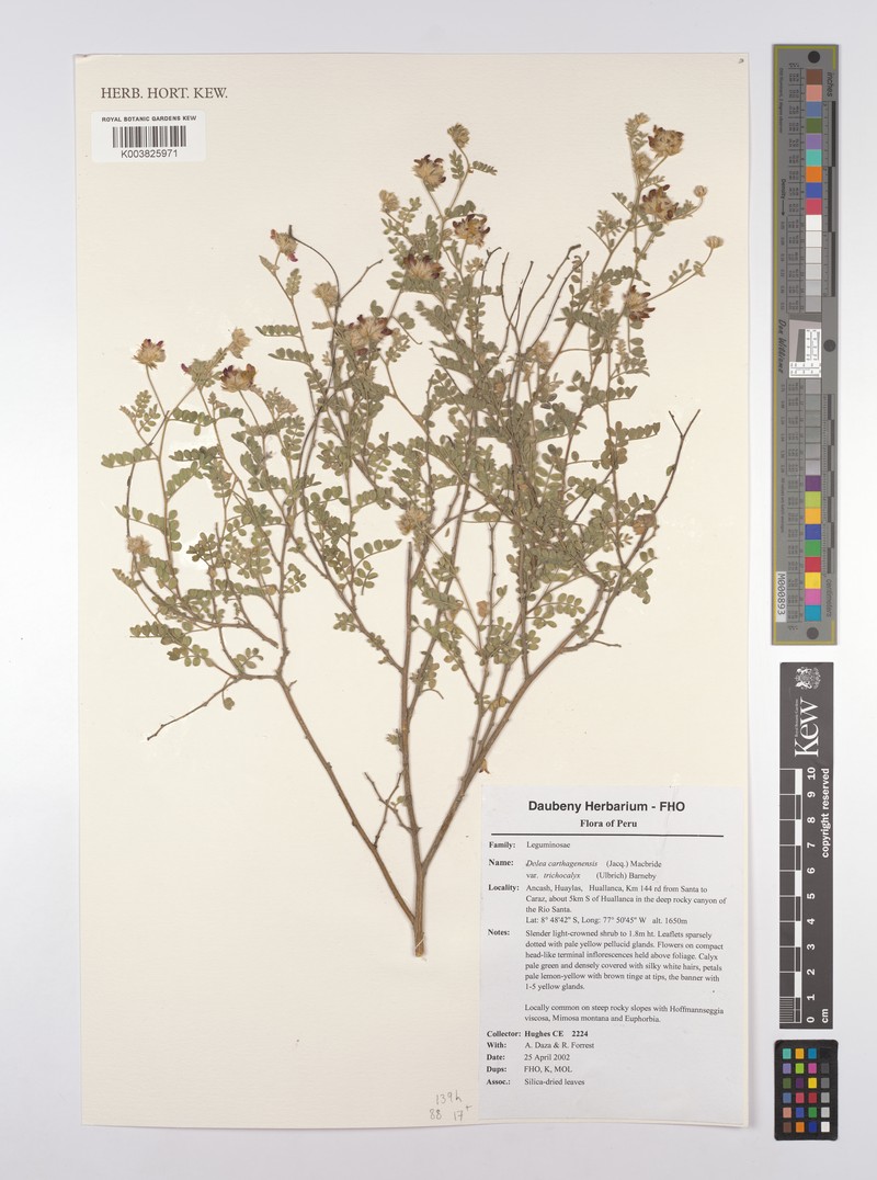 Dalea carthagenensis var. trichocalyx