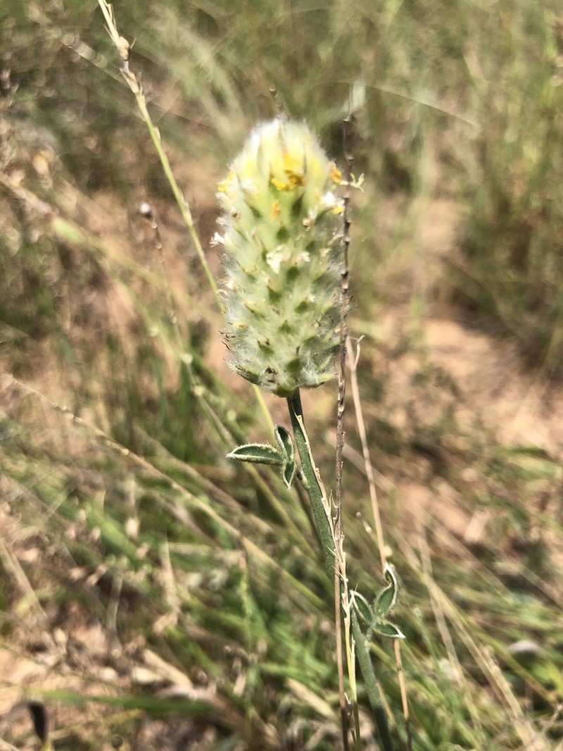 Cecilia's Prairie Clover