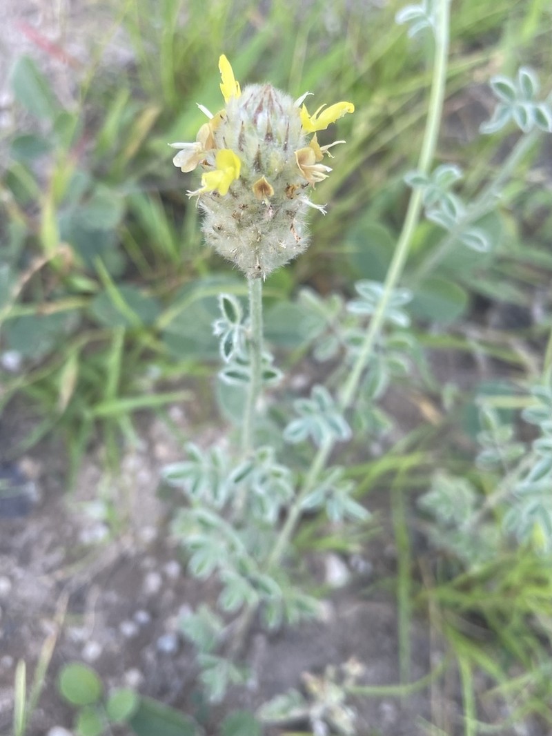 Cecilia's Prairie Clover photo 2