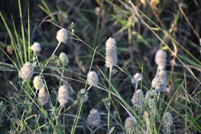 Cecilia's Prairie Clover photo 3