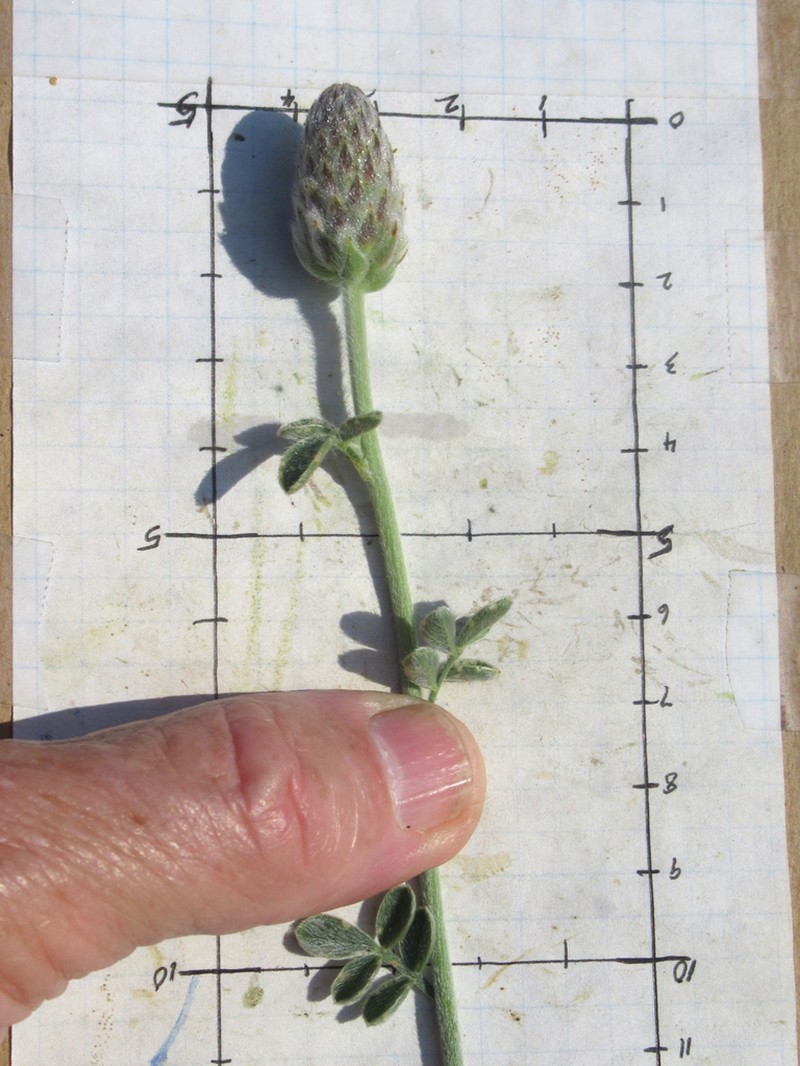 Cecilia's Prairie Clover photo 4