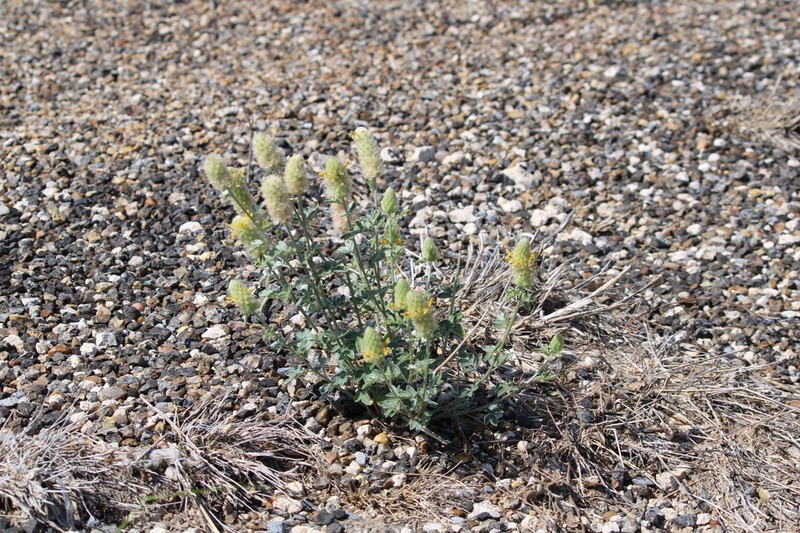 Cecilia's Prairie Clover photo 5