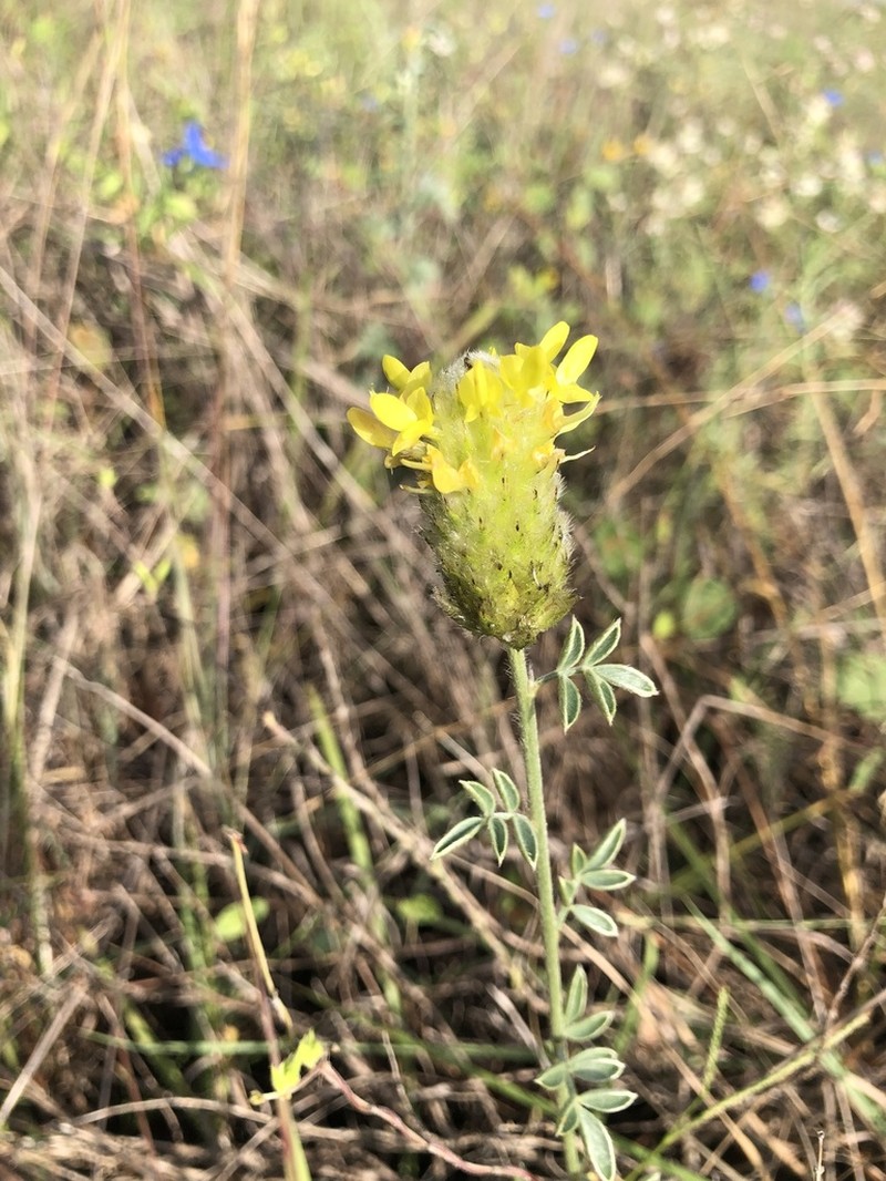 Cecilia's Prairie Clover photo 6