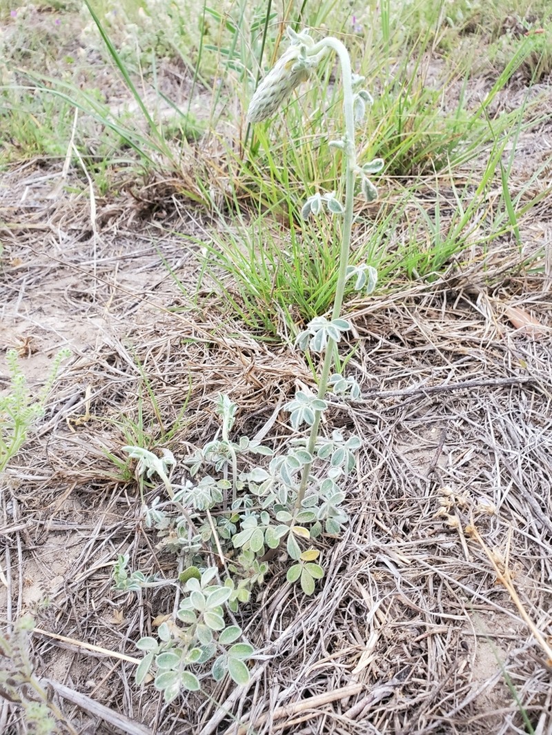 Cecilia's Prairie Clover photo 7
