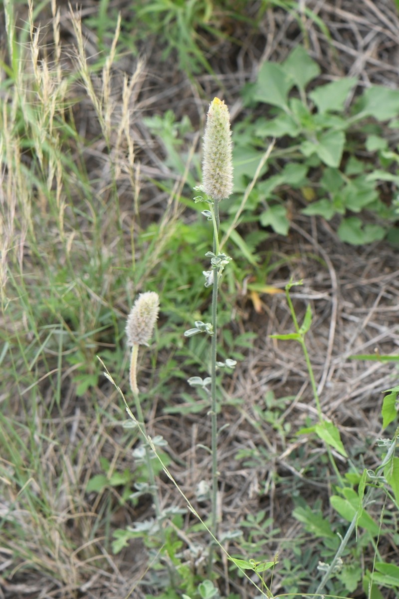 Cecilia's Prairie Clover photo 8
