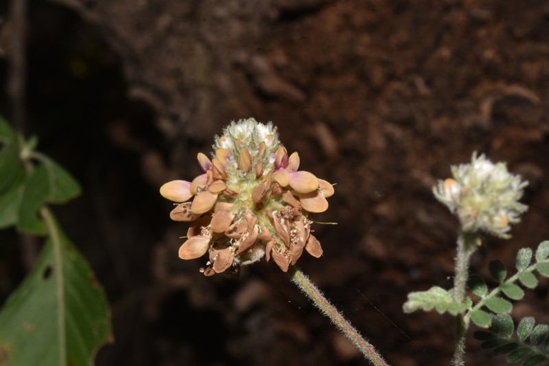 Dalea cinnamomea photo 2