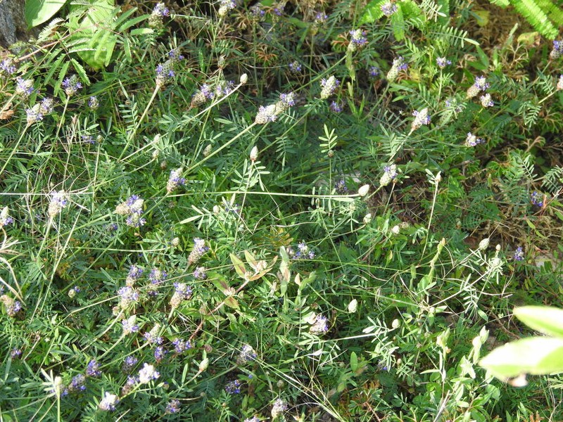 Dalea cliffortiana