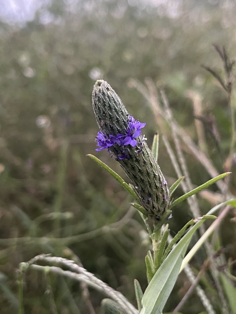 Dalea cliffortiana photo 2