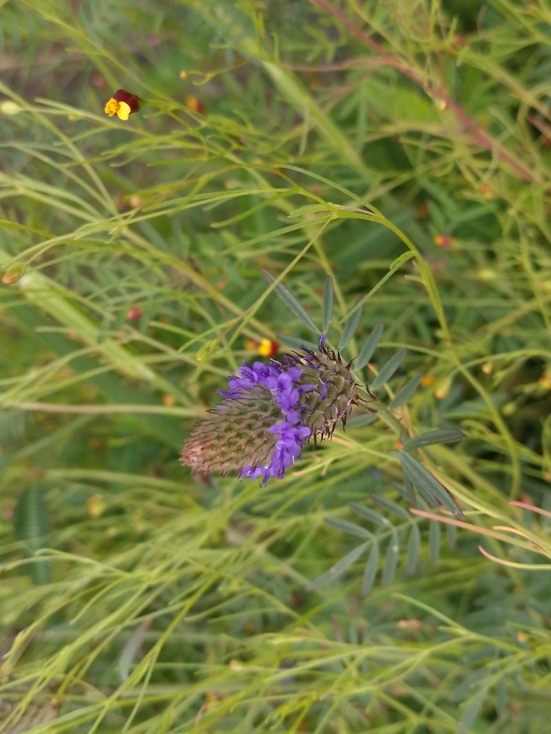 Dalea cliffortiana photo 3