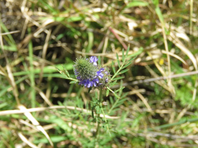 Dalea cliffortiana photo 4