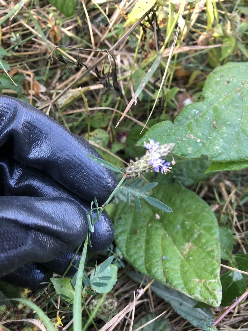 Dalea cliffortiana photo 5