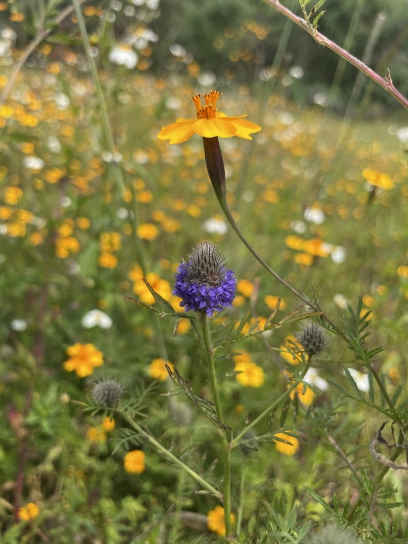 Dalea cliffortiana photo 6