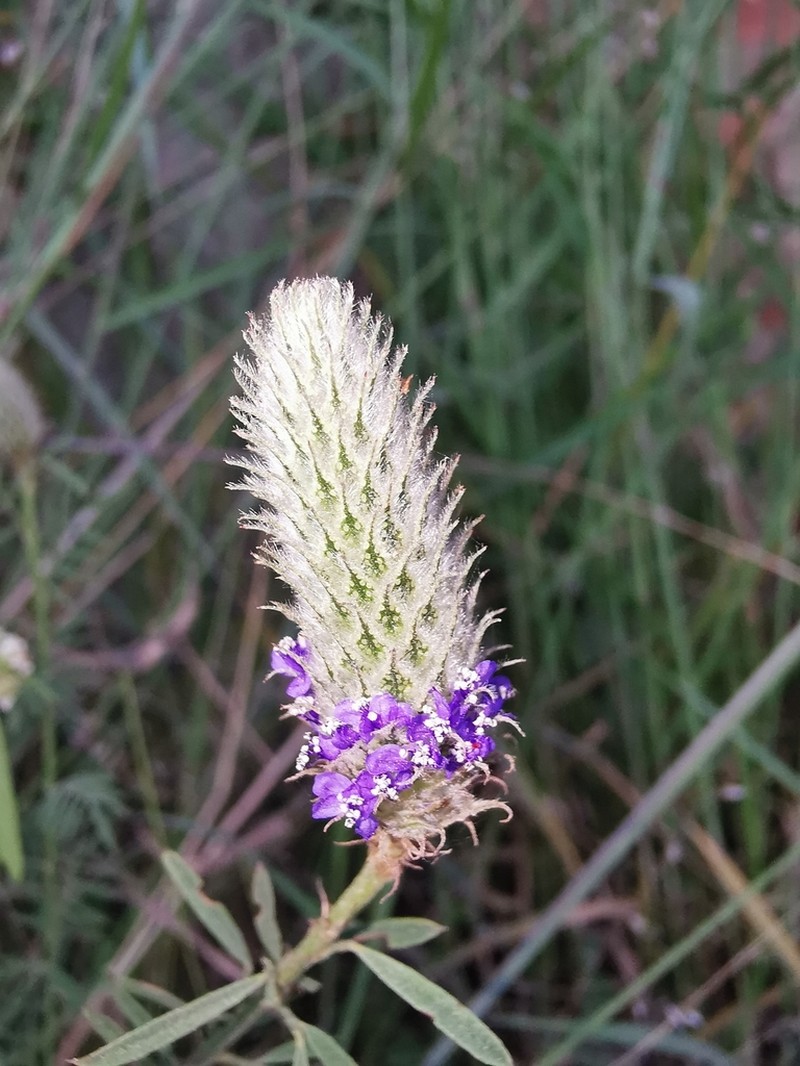 Dalea cliffortiana photo 7