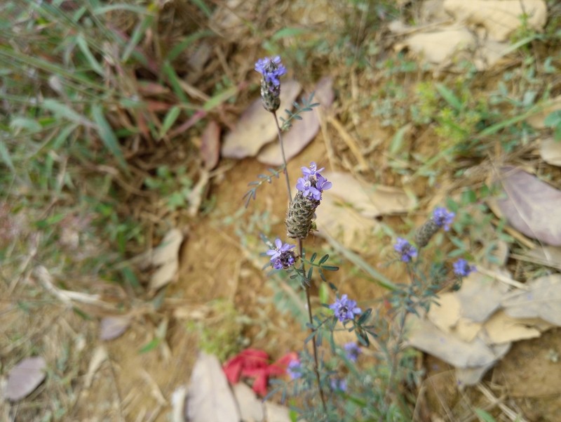 Dalea cliffortiana photo 8