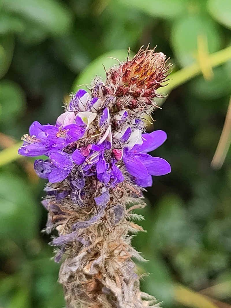 Dalea coerulea