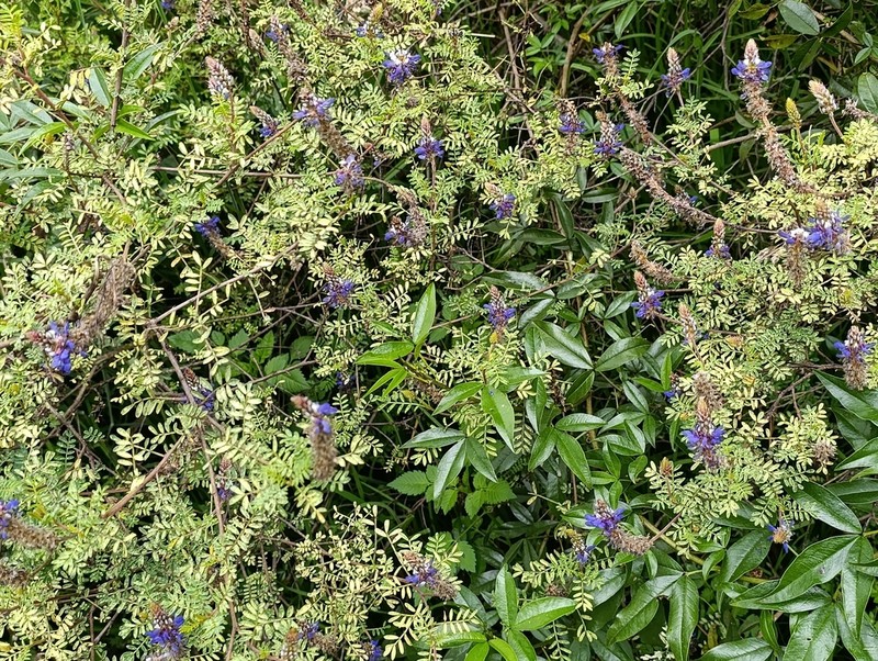 Dalea coerulea photo 2
