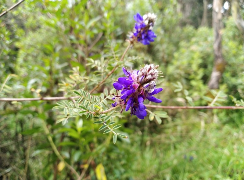Dalea coerulea photo 3