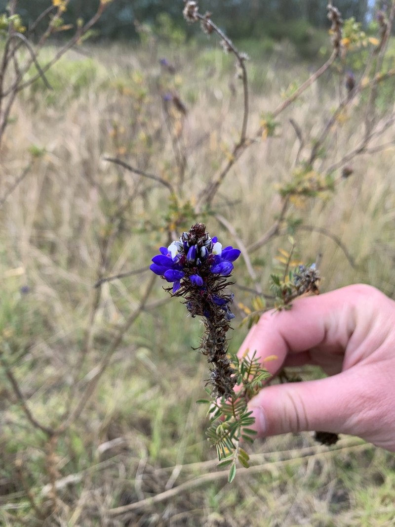 Dalea coerulea photo 4