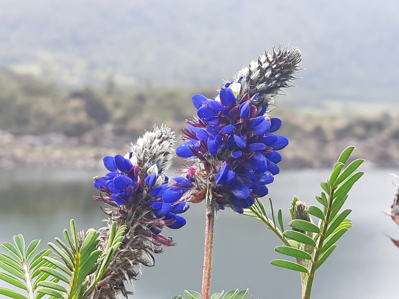 Dalea coerulea photo 5