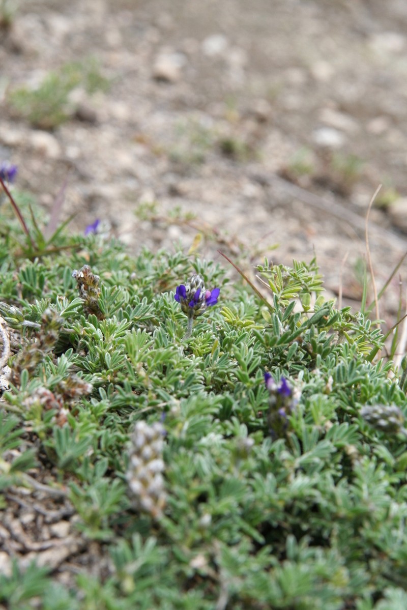 Dalea coerulea photo 6