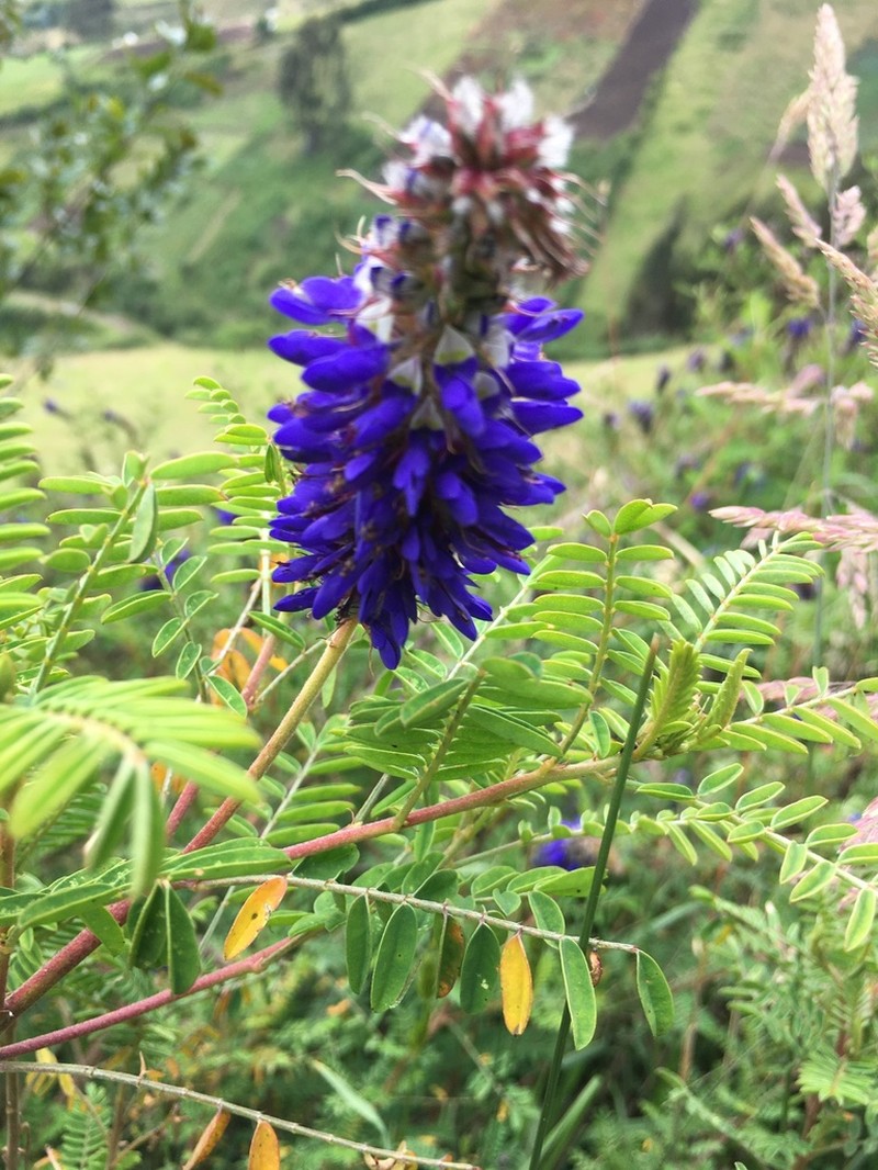 Dalea coerulea photo 7