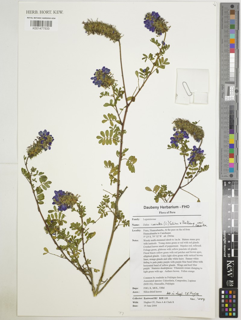 Dalea coerulea var. coerulea